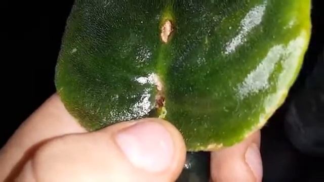 Цитокининовая паста Результат применения на фиалках смотреть онлайн