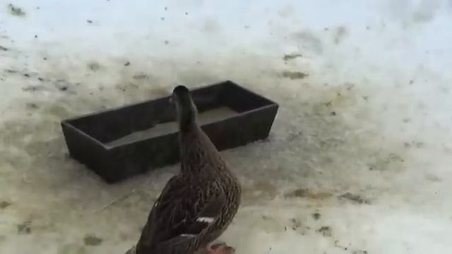 Подсадные Утки: Голос, Осадка смотреть онлайн