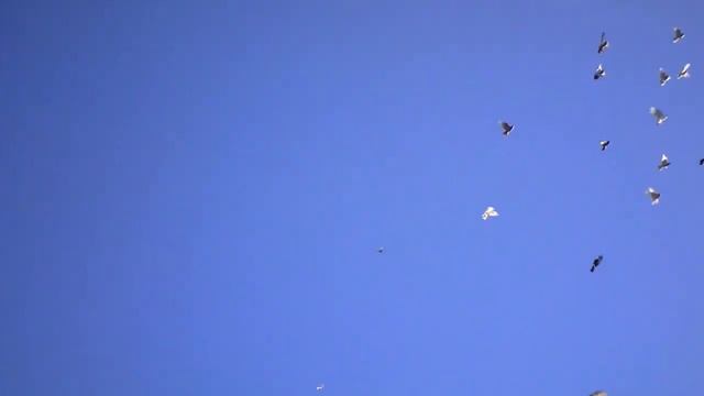 Бойные Голуби Кз. Процесс пошел с 1 октября. Начало сезона.2018-19г смотреть онлайн