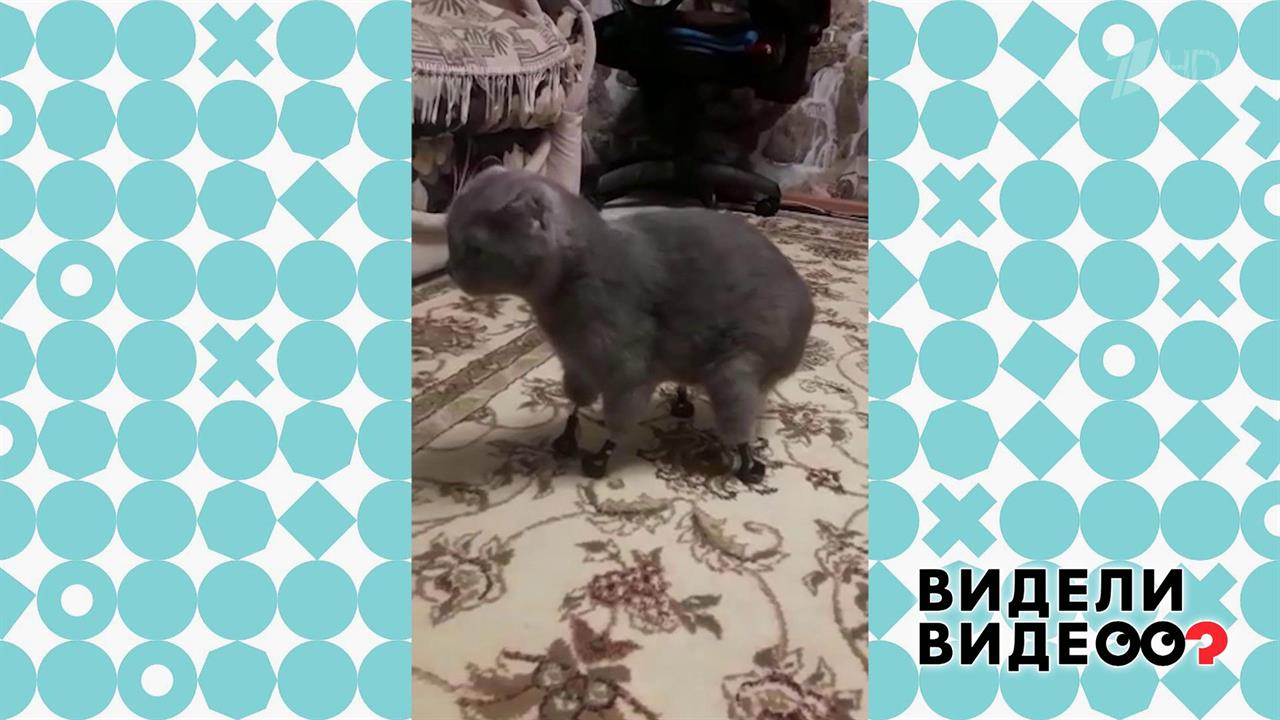 Второй шанс: кошка на 3D-протезах. Видели видео? Фрагмент выпуска от 19.01.2020