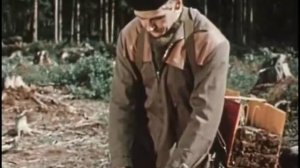 Будет лес шуметь-качаться