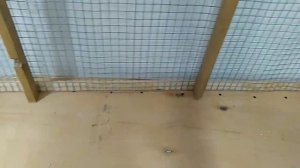 Насест в новом курятнике