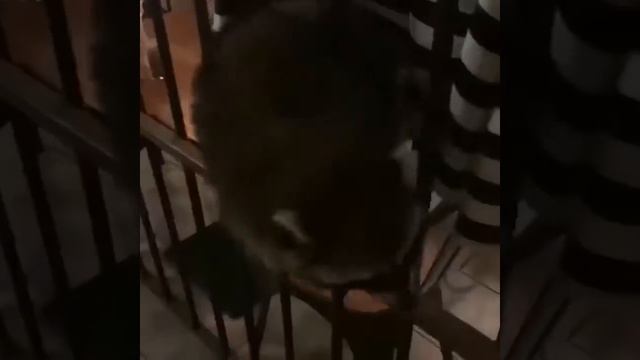 Енот забрался в кафе смотреть онлайн