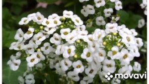 на макушку красный мак, а вокруг ромашки 🌺🌼🌼