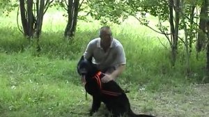 Дрессировка собак  Десять подготовительных базовых упражнений для послушания