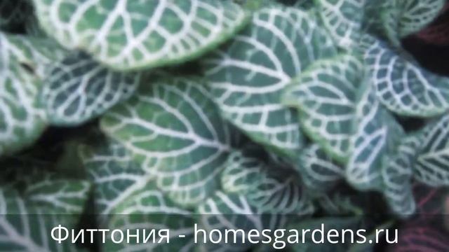 Фиттония - яркая листва смотреть онлайн
