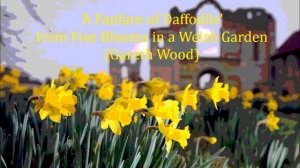 A Fanfare of Daffodils - from Five Blooms in a Welsh Garden