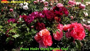 Розы, выносливые сорта, обильноцветущие. Цветение лето 2023 года.