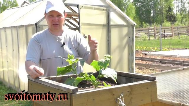 Как вырастить суперранние огурцы в бочке