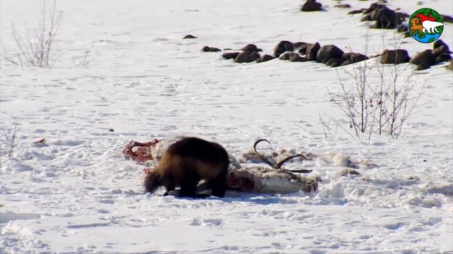 Росомаха и олень. Плато Путорана / Wolverine and deer / Siberia смотреть онлайн