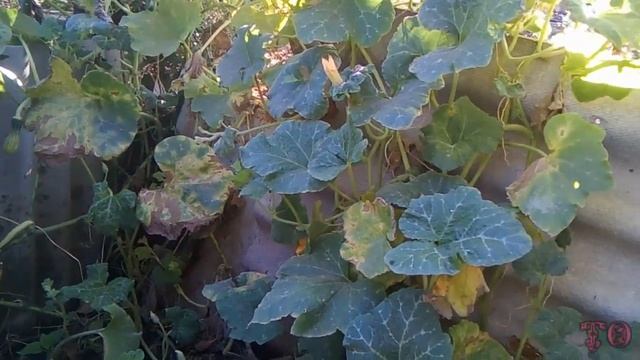 ОБЗОР ОСЕННЕГО САДА, СОБИРАЕМ ГРЕЦКИЕ ОРЕХИ смотреть онлайн