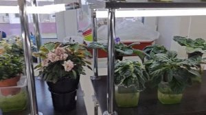 Готовлю фиалки к цветению?