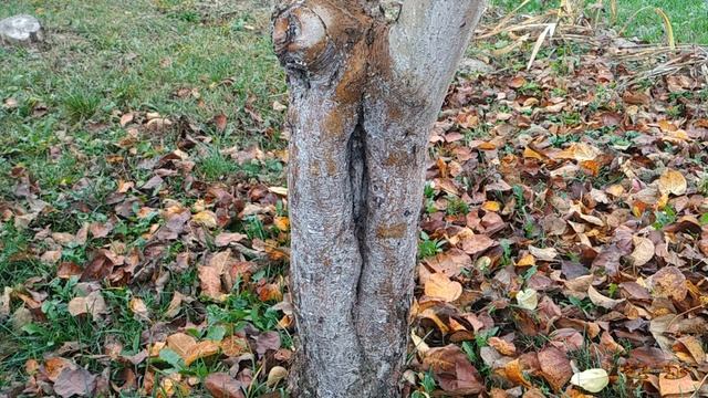 Побелка деревьев осенью. Посмотрите, что бывает, если игнорировать осеннюю побелку смотреть онлайн