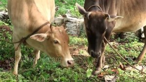 Уникальная корова Вечур