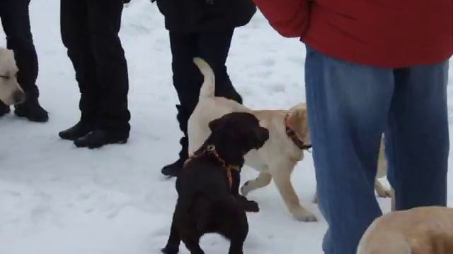 Лабрадоры и голдены играют после занятий смотреть онлайн