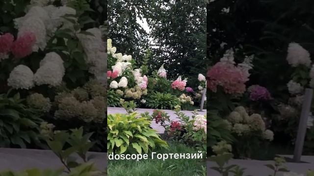 #садгортензий #hydrangea #garden #hortensia #flower #гортензия #hydrangeaflower #paniculata #сад