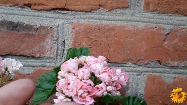 Пеларгонии. Новая коллекция. Часть 2.