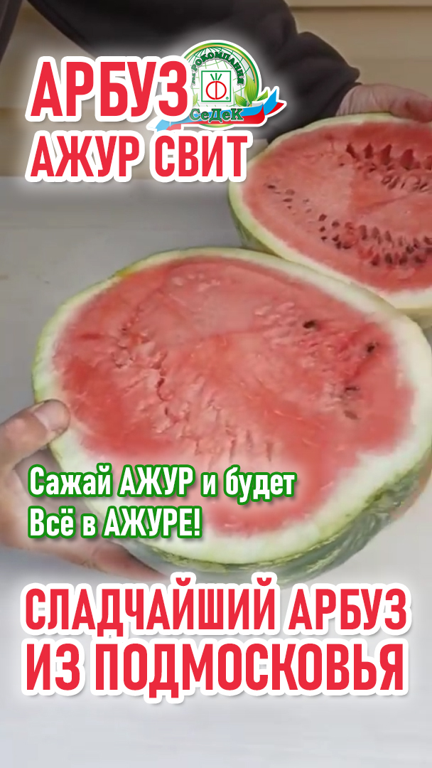 Сладчайший арбуз вырастили в Подмосковье!