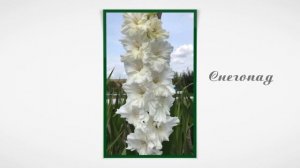 Новые гладиолусы 2024