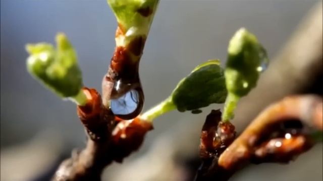 Приходит время - весна смотреть онлайн