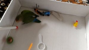 Как поиграть с попугаем
