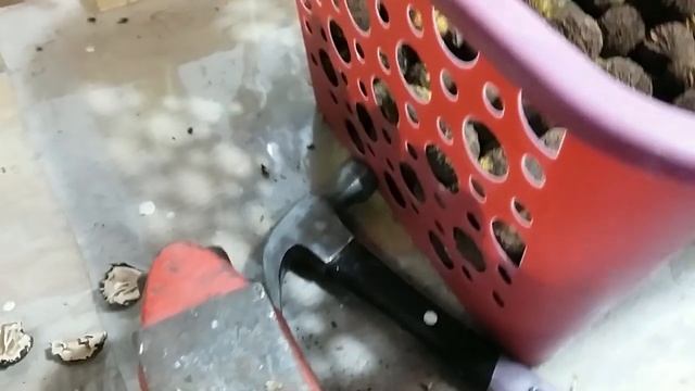 Черный орех смотреть онлайн