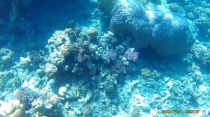 Барракуды!!! Риф отеля jaz fanara в Шарме