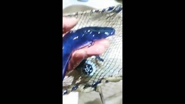 Мальки клариевого сома на ферме FISHKA. Инкубация от 16.02.2018