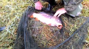 Зеркальный Карп на 4,5 кг. Татищевский Район село Ильиновка