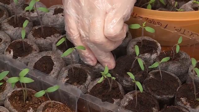 Порядки на грядке. Тётя Таня о том, что в марте уже взошло и что нужно успеть посеять смотреть онлайн