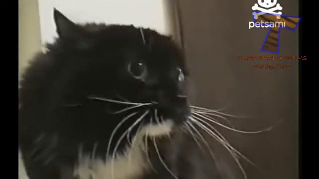 Смешные животные которые издают звуки и поют смотреть онлайн