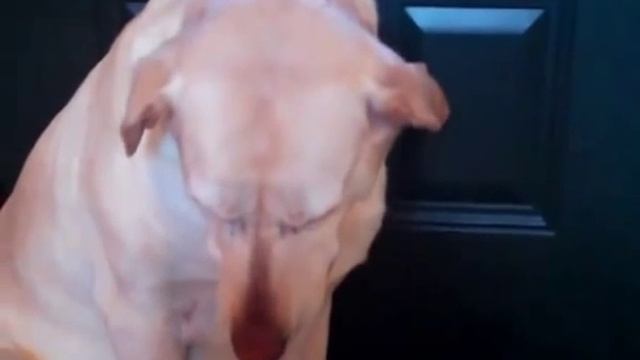 кто съел конфетки смотреть онлайн