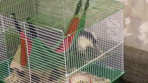 Почему пищат крысы Как расшифровать крысиный писк