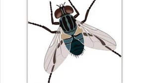 Загадки про насекомых