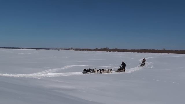 Собаки бегут смотреть онлайн