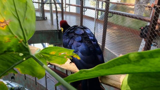 Алан и Амир посетили Green Planet Dubai смотреть онлайн