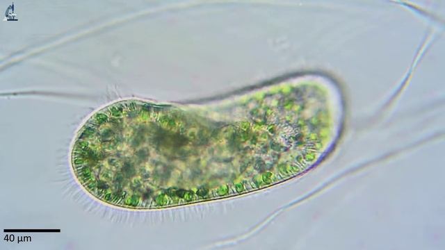 Парамеция бурсария (Paramecium bursaria). смотреть онлайн