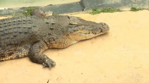 Saltwater Crocodile or Estuarine Crocodile (Crocodylus porosus) with Australian Water Dragon on Hea