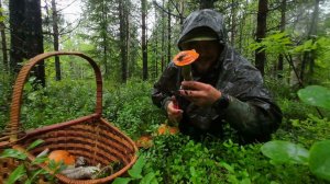 ПОШЁЛ В ЛЕС ЗА ГРИБАМИ И ОБАЛДЕЛ. МОРЕ ГРИБОЧКОВ ЖДАЛИ МЕНЯ В ДОЖДЛИВОМ ЛЕСУ. НАБРАЛ МНОГО ГРИБОВ.