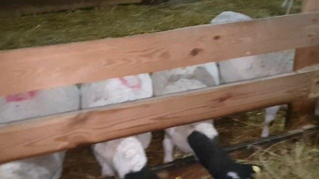 100% Дорпер у нас #dorpersheep #дорпер #семейнаяферма #фермероман #dorperram