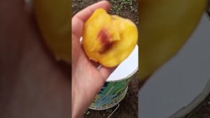 Персики успевают созревать в Беларуси. Сорта персика.