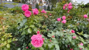 Осенний уход за розами. Что нужно сделать в сентябре?