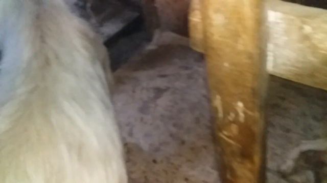 Козы#амиак#не стерпмимый козий запах смотреть онлайн