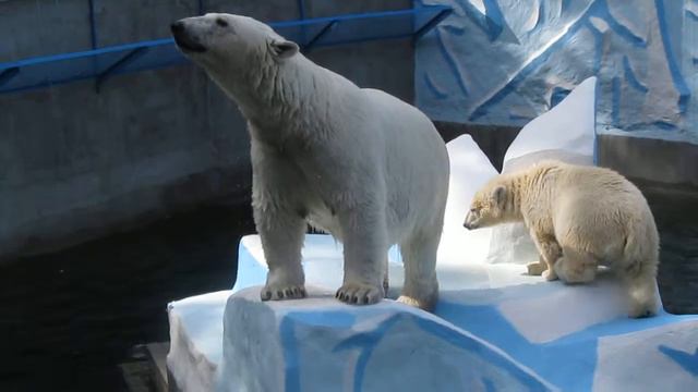 Белые мишки в Новосибирском зоопарке смотреть онлайн