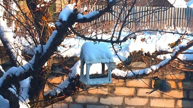 Покормите птиц зимой!!!/ Синицы. смотреть онлайн