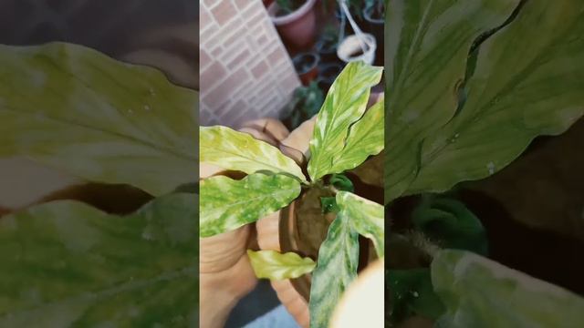 Calathea Rufibarba dwarf Calathea care ...indoor or semi shaded plant