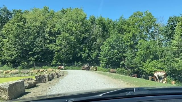 Как живут Амиши (Ohio,USA). Жизнь без смартфона и прочих современностей
