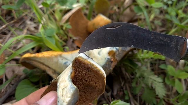 ÇİZGİLİ KAYPAK MANTAR (Suillus variegatus) TÜM AYRINTILARIYLA [Tanıtım 12/2021] смотреть онлайн