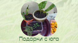 Презент с юга. Папоротники. Растения для дома и дачи.
