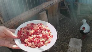 Чем кормить фазанов в домашних условиях чтоб не было расклёва. Вольер с фазанами в Челябинске.